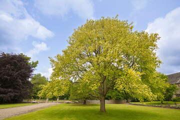 Liriodendron tulipifera - also the tulip tree is the tallest tree of the temperate deciduous forest.