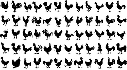 Naklejka premium Collection of numerous black silhouette chicken and rooster images in various poses and positions on white