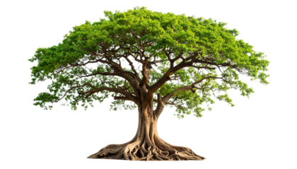 Ancient oak tree with sprawling roots isolated on transparent background.