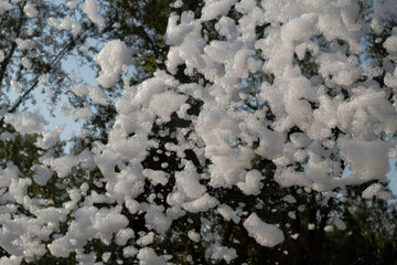snow on a tree