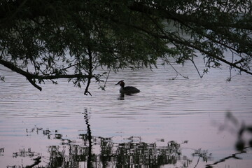 silhouette of a duck in the water
