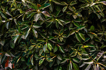 Nahaufnahme eines &uuml;ppigen Busches mit bunten, dunkelgr&uuml;nen und cremefarbenen Bl&auml;ttern in Arequipa, Peru