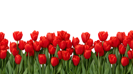 Bottom border of red tulips row isolated on white