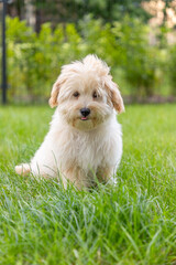 cute white maltipoo puppy playing on the lawn in the city in the evening in summer