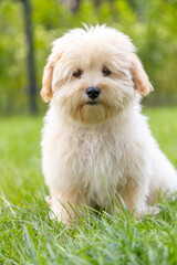 cute white maltipoo puppy playing on the lawn in the city in the evening in summer