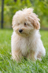 cute white maltipoo puppy playing on the lawn in the city in the evening in summer