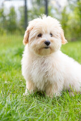 cute white maltipoo puppy playing on the lawn in the city in the evening in summer