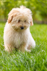 cute white maltipoo puppy playing on the lawn in the city in the evening in summer