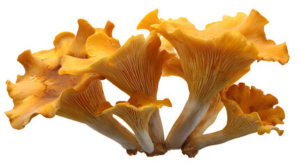 Chanterelle mushroom cluster isolated on white