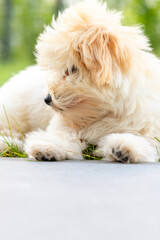 cute white maltipoo puppy playing on the lawn in the city in the evening in summer