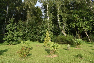Green garden with various shrubs and trees in summer sunlight  