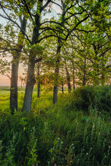 Obraz premium A vibrant green summer scene in a beautiful forest at sunset, with a dense forest of trees and tall grass in the foreground, and the last golden light of the day visible between the trees.