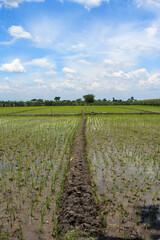 green field and blue sky
