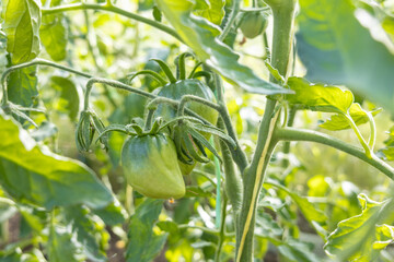 Unripe tomatoes growing on vine among green leaves.