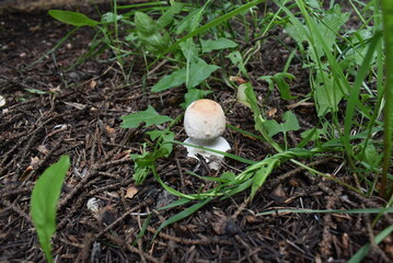White mushroom growing among green grass and soil in nature  