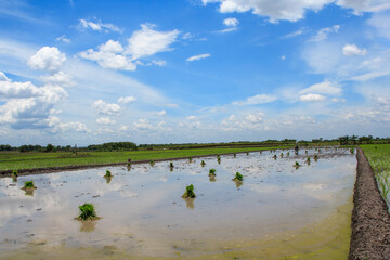 A farmer in Southeast Asia traditionally cultivates the land.