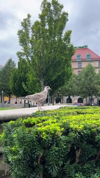 Seagull on railing in Stockholm park with bushes, buildings and green lawn