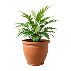 Potted Rhapis Excelsa Palm Plant with Green Leaves in Terracotta Pot Houseplant