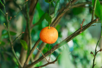 Close-up of ripe orange fruit hanging from a branch with green leaves in natural light 