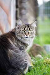 Sitzende Maine Coon Katze im Garten