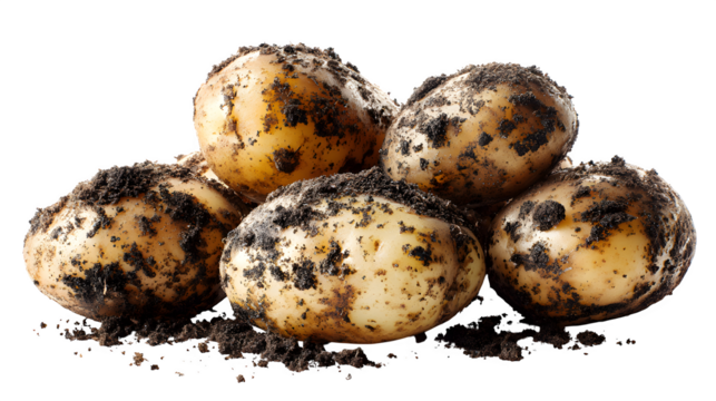 Dirty potatoes with soil residue isolated on white