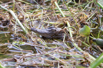A juvenile crocodile pokes its head out from the vegetation on the shore