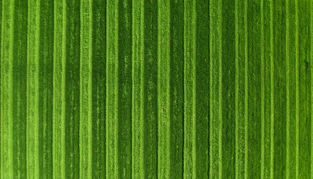 Fotograf&iacute;a a&eacute;rea de un tapiz de c&eacute;sped natural. La foto se toma desde una altura media, mostrando la textura uniforme y el color verde vibrante de la hierba.