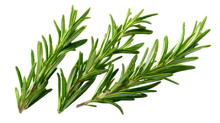 Obraz premium Fresh rosemary herb twigs isolated on white
