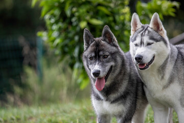 Two Siberian Huskies standing together in a grassy field. Copy space