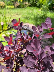 Dark burgundy leaves on a Cotinus bush on a summer day in the garden.