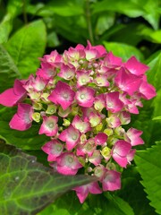 Dark pink blossoms on a hydrangea bush opened on a summer afternoon in the garden