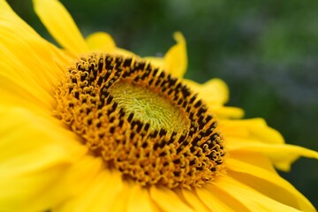 Sonnenblume makro in dezenten Licht, Helianthus annuus
