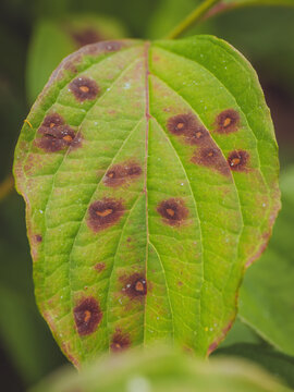 Dogwood Anthracnose (Discula destructiva) spots on a Dogwood leaf