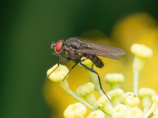 A Cabbage Maggot Fly perched on Fennel flowers (Delia radicum)
