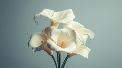 Elegant white calla lilies in vase against neutral background for floral decoration and minimalist interior