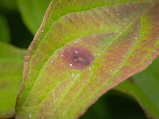 Dogwood Anthracnose (Discula destructiva) spots on a Dogwood leaf
