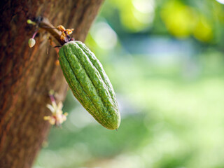 Grow small Cocoa pods branch with young fruit and blooming cocoa flowers grow on trees. The cocoa tree ( Theobroma cacao ) with fruits, Grow small  cacao fruit