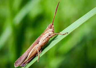 Close-up of Common Field Grasshopper on a green Grass, Brown Grasshopper insect macro