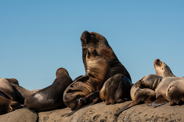 Fototapeta premium Male ond females Sea Lion , in Peninsula Valdes ,Chubut,Patagonia, Argentina