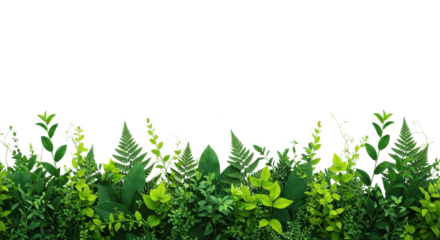 A vibrant green border of various plants and lush foliage against a clean white background.