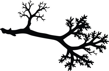  lichen on a branch silhouette vector
