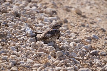 Hawk sitting on the ground.