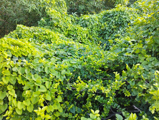 Dense Green Foliage of Climbing Vines in a Natural Setting