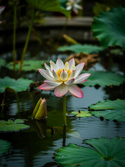 Serene white lotus flower blooms amidst lush green lily pads in tranquil pond