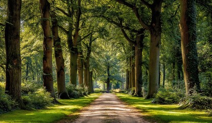 Sunlight streams down a lined avenue of towering trees.  A pathway of light and shade