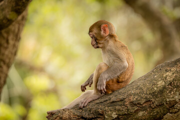 Macaques in nature. Macaques constitute a genus (Macaca) of gregarious monkeys.