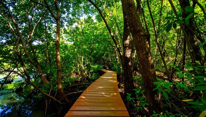 Sunlit Wooden Path Through Lush Green Mangrove Forest, Reflecting in Water