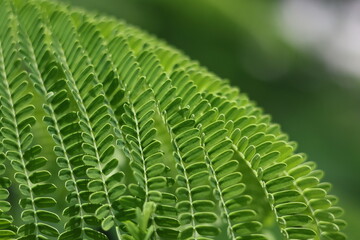 Close-up of a vibrant green fern leaf showcasing the intricate pattern of nature's growth in the forest