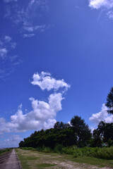 Obraz premium A long, concrete embankment designed to protect the city from tidal surges runs alongside the Bakkhali River. Lush green foliage lines the path, providing a natural barrier against storms.