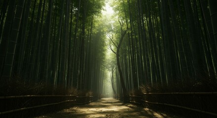 Naklejka premium Dense bamboo forest with sunlight streaming through